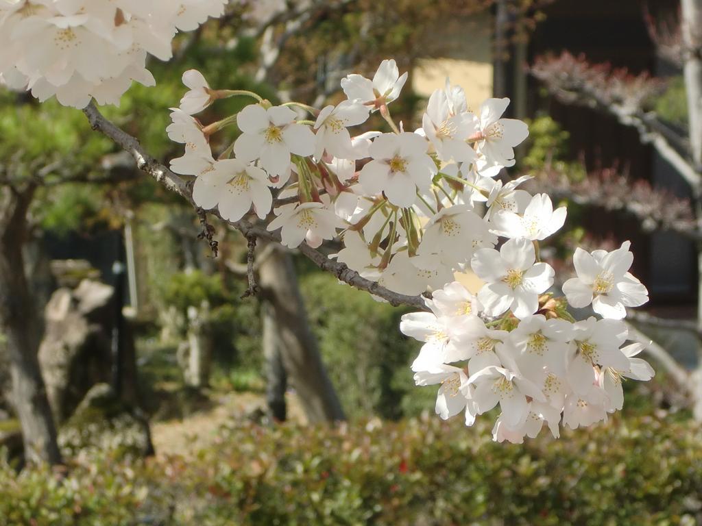 Kissenkan Chikusuitei Gero Exterior foto